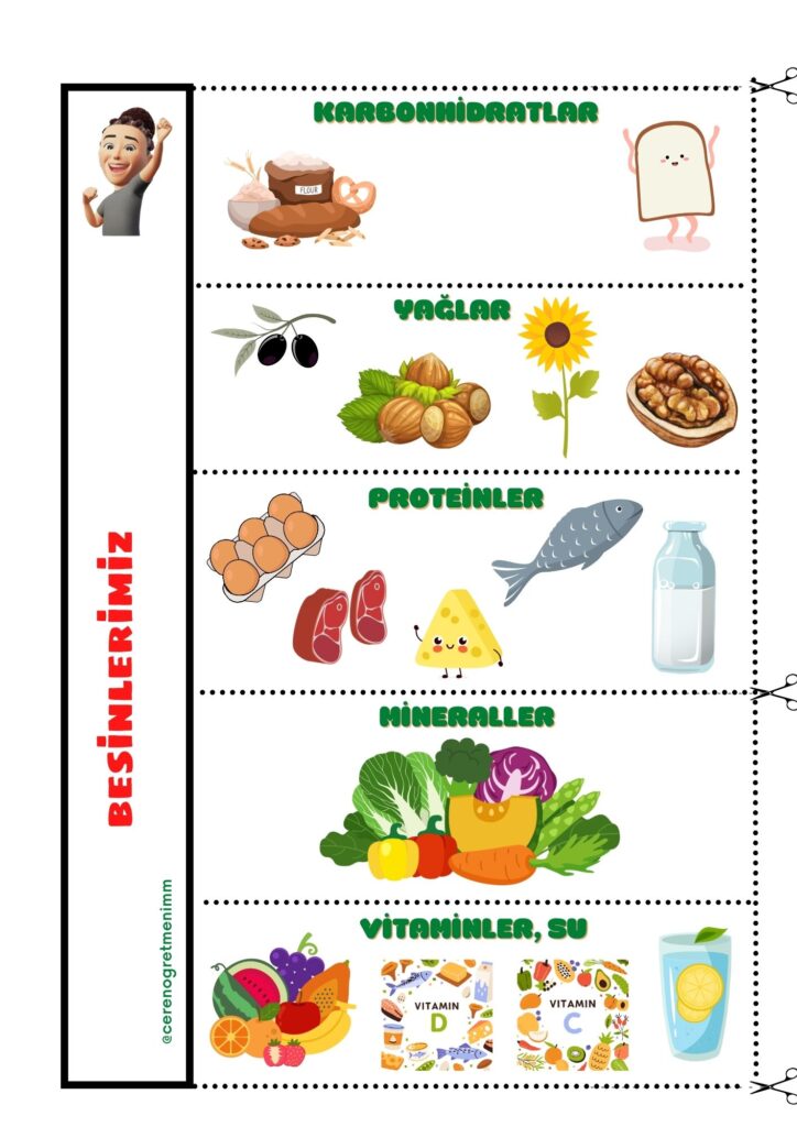Besinlerimiz Defter Çalışması